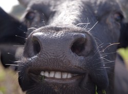 Upojone krowy są szczęśliwsze. We Francji dostaną wino