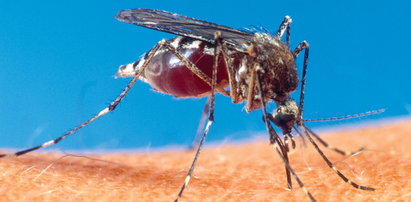 Zagraża nam groźna choroba od komarów!