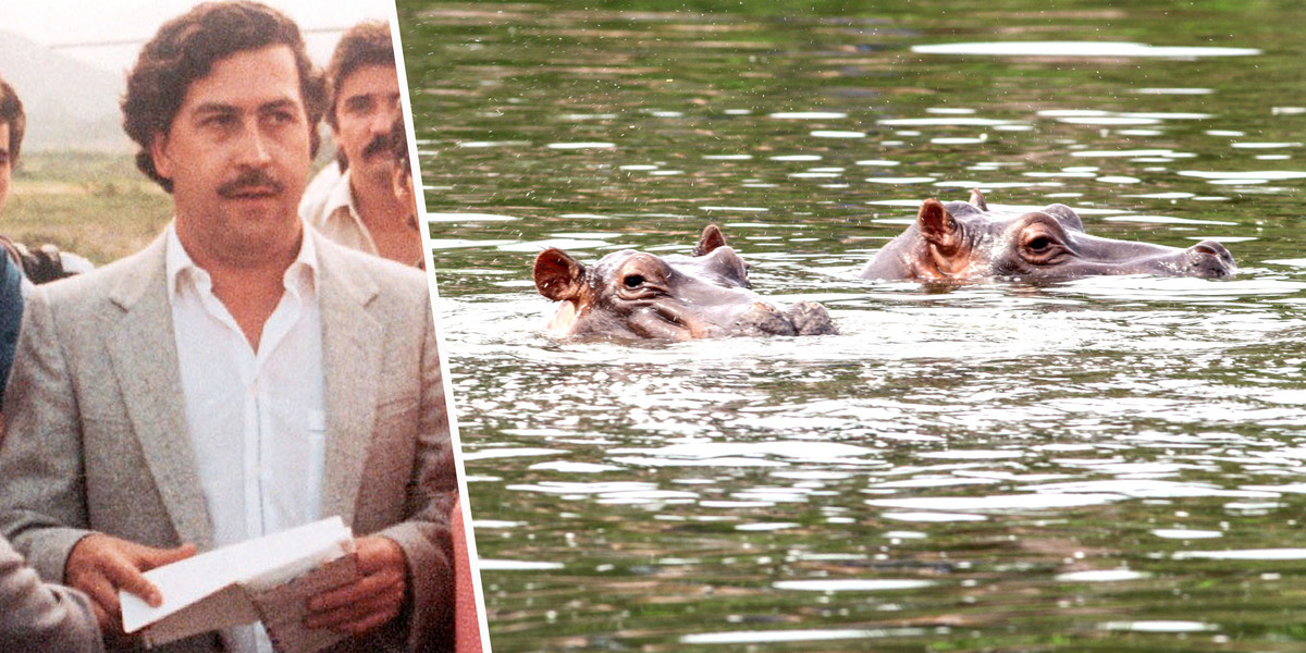 Pod koniec lat 70.Pablo Escobar sprowadził do Kolumbii hipopotamy. Obecnie kraj ma poważny problem z ich populacją.