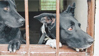 Psy i koty lepiej chronione