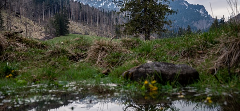 #Wysychamy. Serce polskich gór. Jak zmieni się krajobraz w Tatrach?