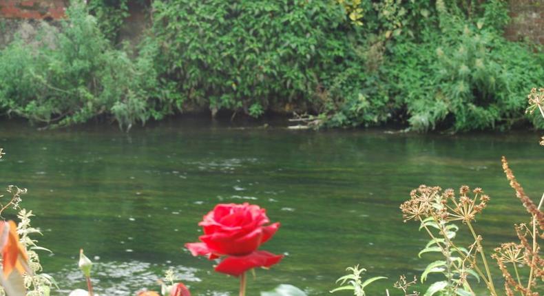 A rose by the river