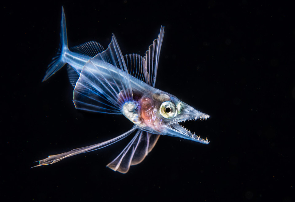 Zwycięzcy 8. Konkursu Fotografii Podwodnej Ocean Art 2019