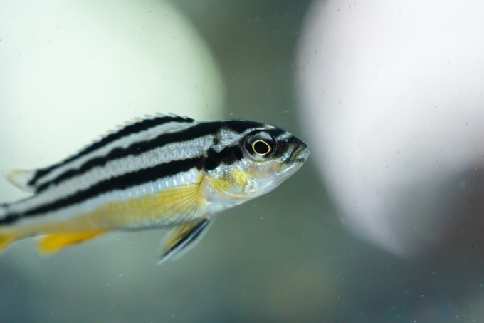 Zebrahal és egy gyulladást szabályozó molekula segíthet a sérülések gyógyításában
