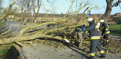 Tragedia w Wielkopolsce. Wyrwane z korzeniami drzewo zabiło 47-latka