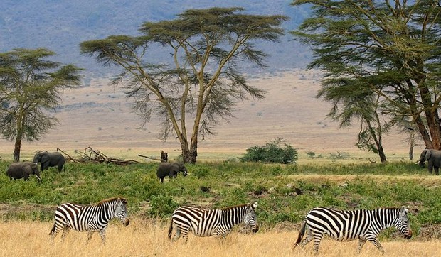 zebre slonovi safari afrika wikipedia Gary 800px-Zebras,_Serengeti_savana_plains,_Tanzania