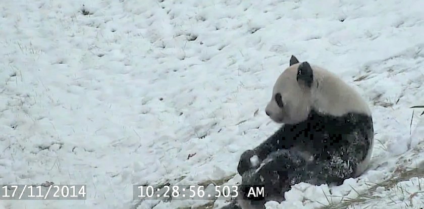 Mała panda zachwycona pierwszym śniegiem