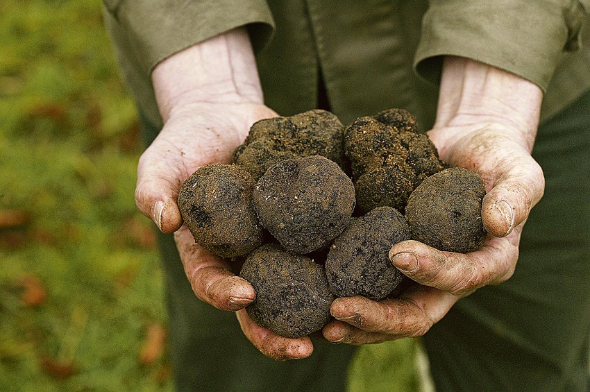 Kilogram crnih tartufa trenutno kreće se oko 350 evra po kilogramu. Najveće količine završe u Hrvatskoj
