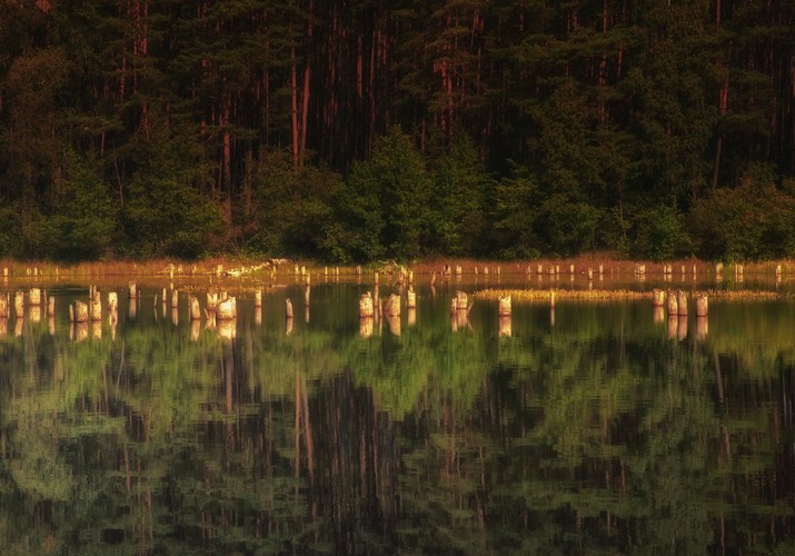 <b>Bory Tucholskie</b><br><br>

Bory Tucholskie to pewny wypoczynek o każdej porze roku, ale długa i przyjemna jesień (a także znacznie spokojniejsza turystycznie niż lato) szczególnie zachęca do przyjechania właśnie w te strony. Przede wszystkim to raj dla grzybiarzy – aż jedna dziesiąta z rosnących tu okazów może zagościć na Twoim talerzu. Ale jeśli nie znasz się na grzybach – nie martw się. Wdychaj woń lasu, porostów i mchów. Rozkoszuj się ciszą. Podziwiaj wrzosy, które właśnie o tej porze roku pokazują się światu. Teren porośnięty tą rośliną, który znajduje się między jeziorem Jeleń a Dybrzyk, konkuruje nawet ze słynnymi angielskimi wrzosowiskami.