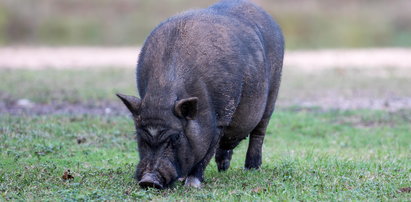 Świnka wietnamska w lesie pod Gdańskiem. Może nie przetrwać zimy