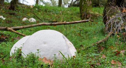 W polskim lesie znalazł grzyba giganta. Internauci nie kryli zaskoczenia: "To naprawdę się je?"