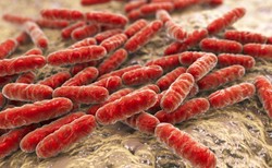 Mikroflora jelitowa – fakty i mity o bakteriach