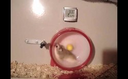 Niezwykle zakręcony chomik