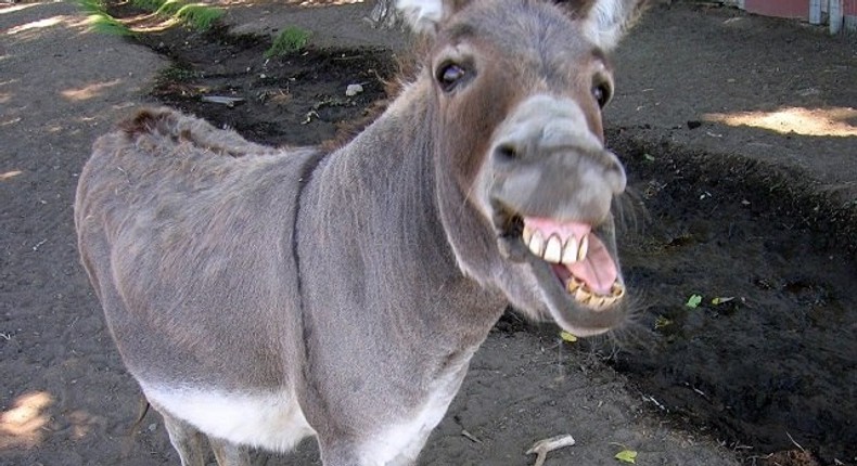 A Zimbabwe man offered to pay the bride price of a donkey he had sex with