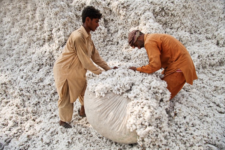 <strong> Bawełna</strong><br /><br />

Genetycznie zmodyfikowana bawełna a w szczególności olej bawełniany jest dodawany do żywności, materiałów paszowych i dodatków paszowych.

Zawiera geny odpowiedzialne za nadanie odporności roślinie na  owady z rzędu motyli.

Firmy: Monsanto, Bayer, Dow AgroSciences,