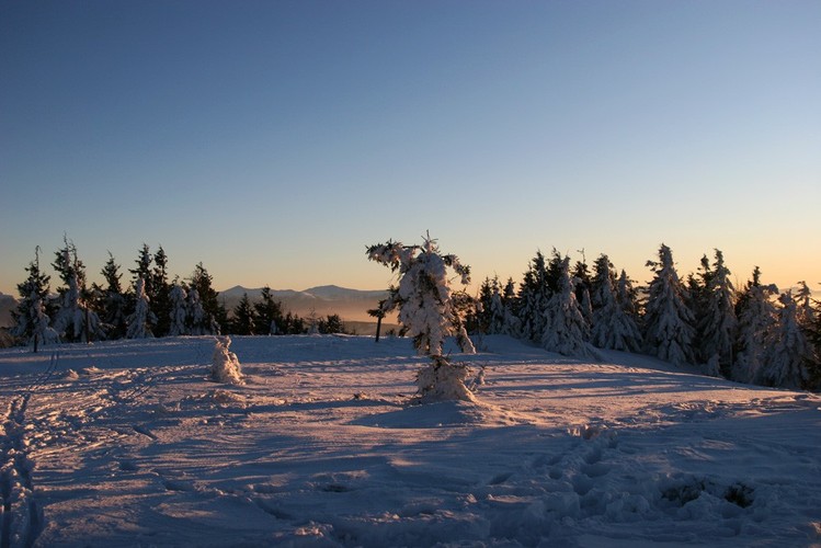 Drzewa na samym szczycie są małe i powykręcane przez wiatr