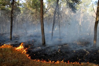 Pożar w turystycznym regionie Chorwacji. Trwa ewakuacja mieszkańców i turystów