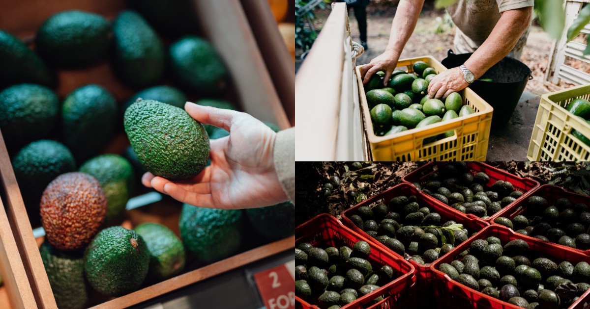 Morocco overtakes Kenya as Africa’s top avocado exporter, targets US, UK supermarket shelves