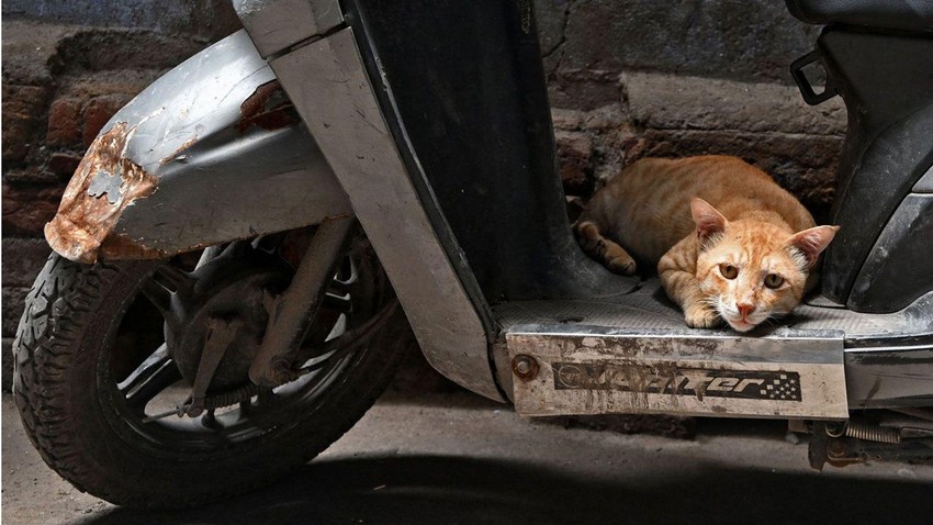 Milioni uličnih pasa i mačaka u Indiji mogu postati žrtve zlostavljanja | Foto: Getty Images