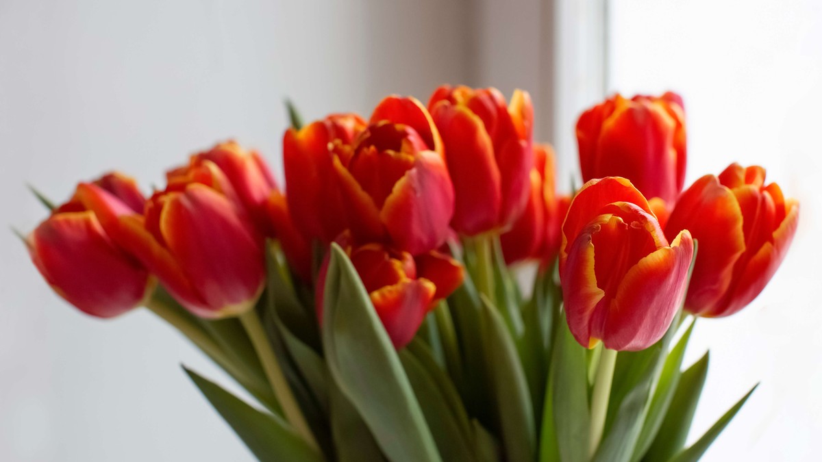 Kako da lale nedeljama traju u vazi: Baka mi je otkrila trik koji ne košta ni dinara