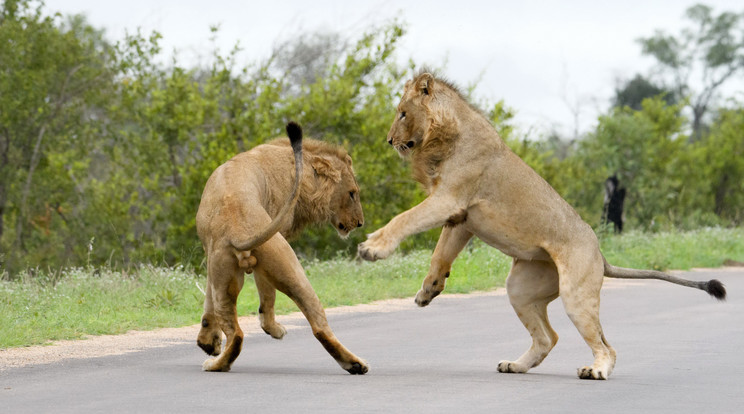 A két hím oroszlán először bizalmatlanul méregette egymást, mielőtt két lábra állva ugrálni kezdtek volna /Fotó: Profmedia-Red Dot