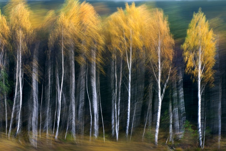 Tańczące Brzozy, fot. Cezariusz Andrejczuk (Polska)