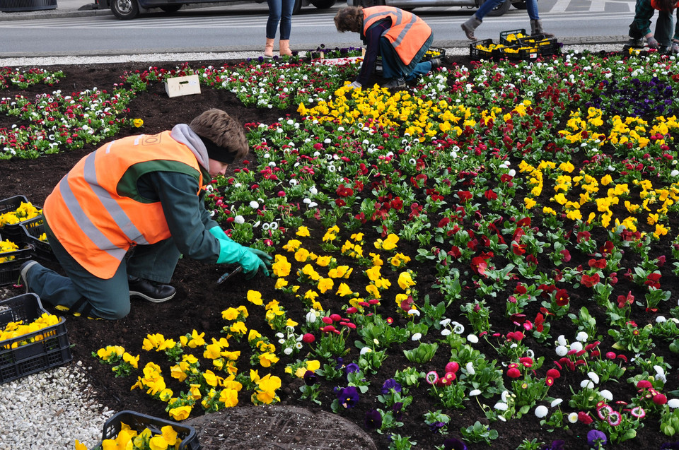 W Warszawie posadzą 200 tys. kwiatów