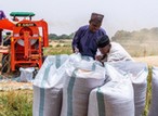 Wheat farmers in Kaduna commend FG’s 50% subsidy on inputs