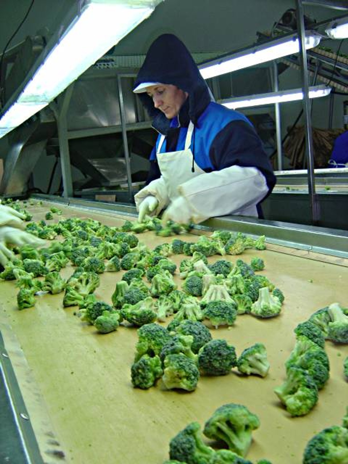 Polski producent spożywczy upada. kooperacja z KOWR i "tanie brokuły z Egiptu" nie pomogły