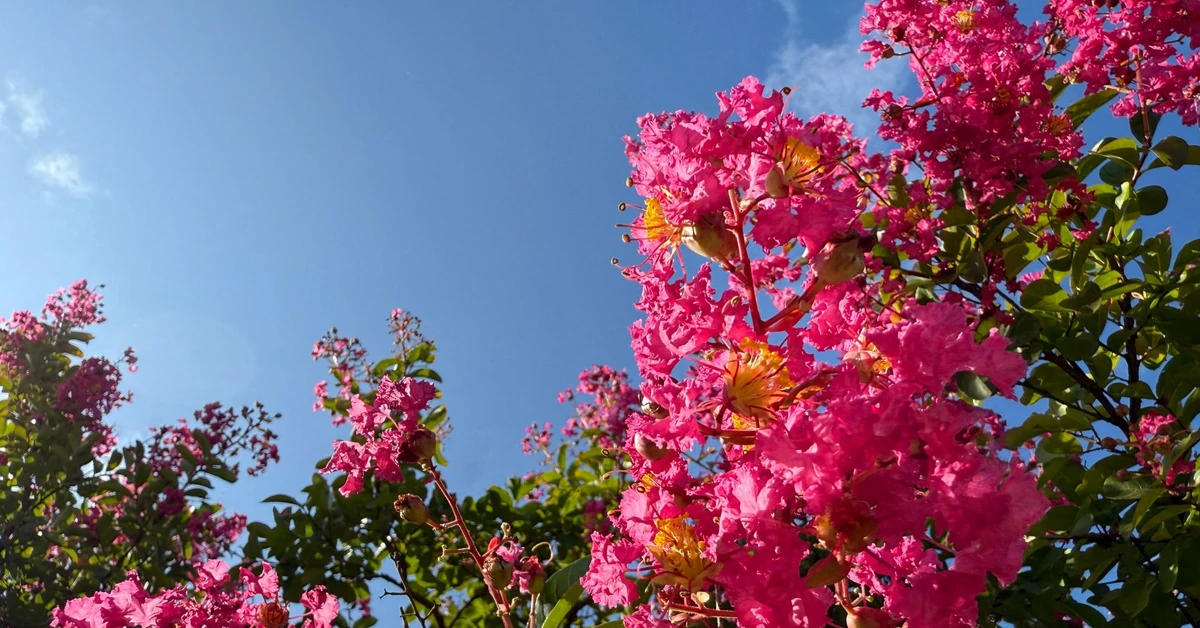 Rośnie do 3 metrów wysokości i kwitnie choćby 120 dni w roku. To prawdziwa ozdoba ogrodu