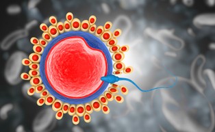 Covid-19 może upośledzać męską płodność. Spadek liczby plemników nawet o połowę