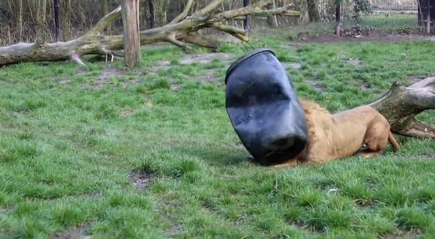 Lav je uspeo da zaglavi glavu u buretu