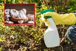 Oprysk z czosnku na szkodniki i choroby. Sprawdź, jak wykorzystać czosnek w ochronie roślin