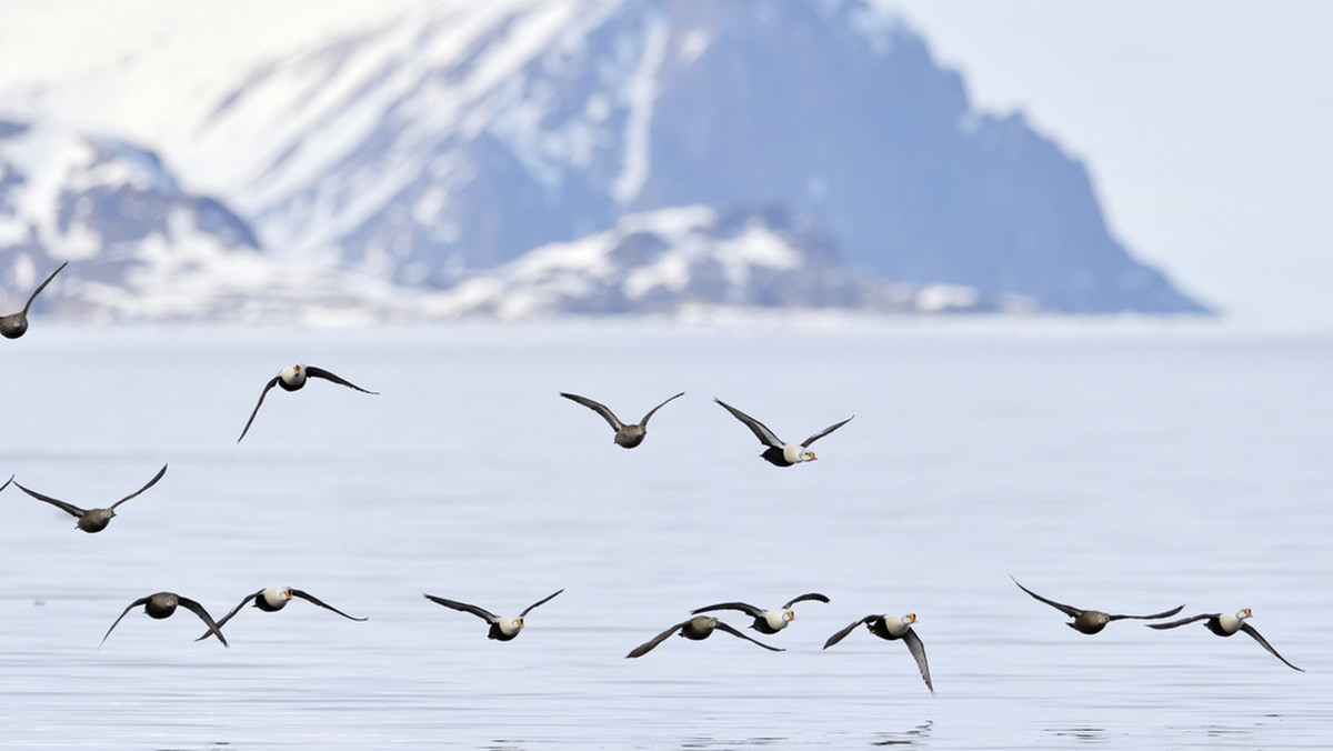 Przypominają szum, brzęczenie, a niekiedy brzmią jak głośne "ping" – mówią eskimoscy myśliwi z Nunavut, skarżąc się władzom, że tajemnicze dźwięki dobiegające z dna jednej z cieśnin wypłoszyły stamtąd wszystkie foki i walenie. Na razie nikt, nawet armia, nie ma pojęcia, co to może być.