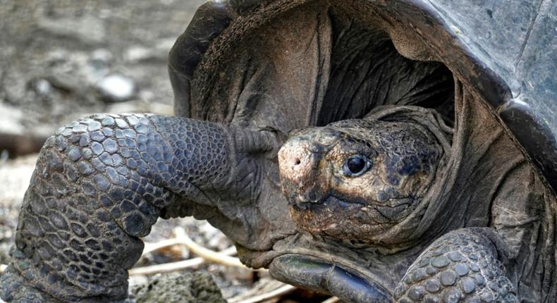 The Fernandina Giant Tortoise was thought to have become extinct more than 100 years ago until this adult female was discovered by conservationists on the Galapagos island of Fernandina on February 17, 2019