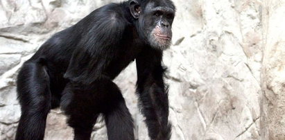 Szympans Patryk czeka na miłość!