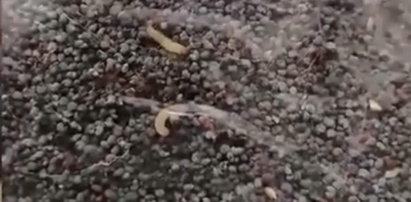 Znalazła robaki w maku. Szokujące nagranie z Chęcin