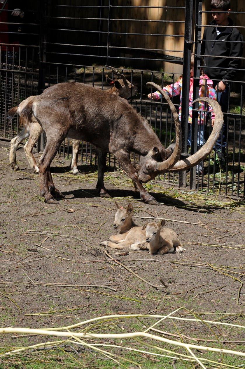 wrocławskie zoo