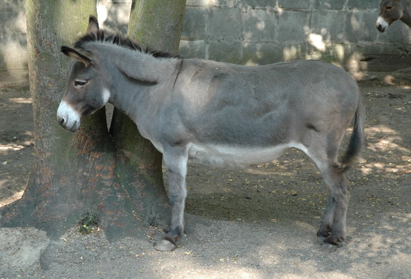 Osioł z poznańskiego ZOO.