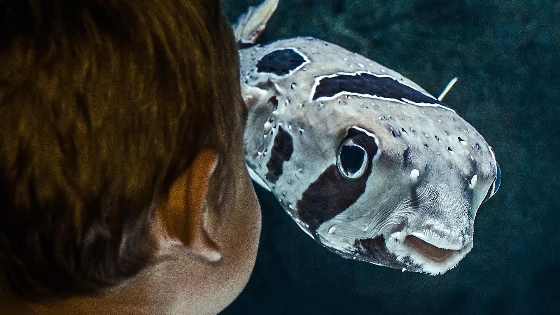 Ryby rozpoznają się na zdjęciach. Zaskakujące odkrycie japońskich naukowców