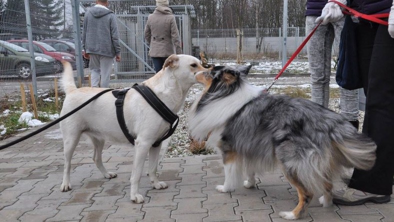 Tarnowskie Góry: nowe schronisko dla zwierząt - Śląsk