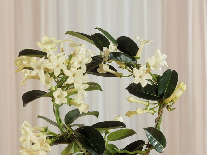 Stephanotis floribundapoznatiji je kao madagaskarski jasmin