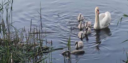 Na ratunek małemu łabędziowi