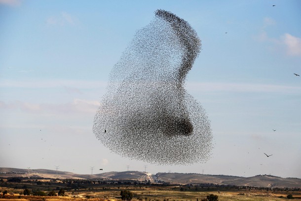 A murmuration of migrating starlings is seen across the sky near the village of Beit Kama