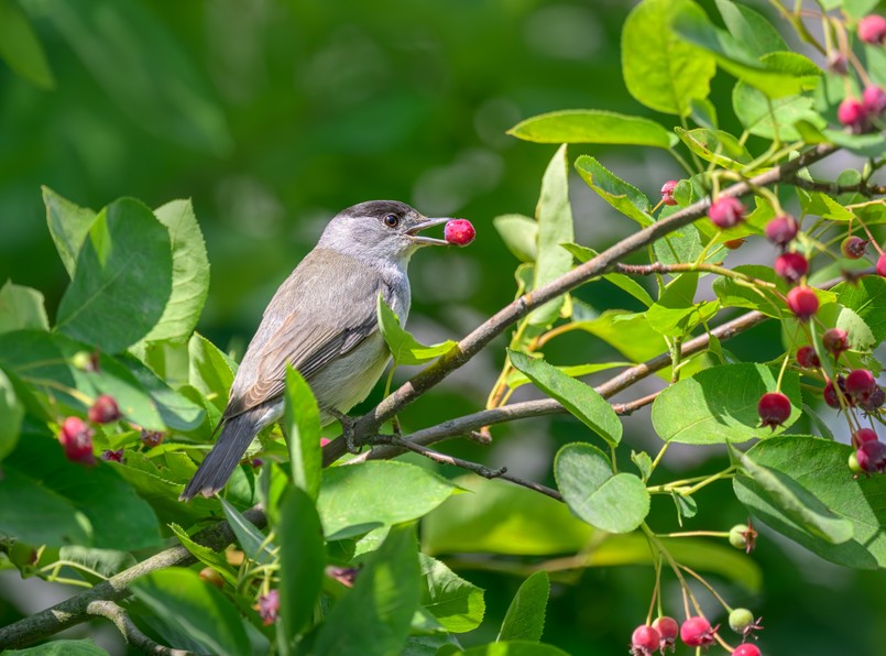 Świdośliwa świdosliwka An,Eurasian,Blackcap,,Sylvia,Atricapilla,,Adult,Male,Eating,A,Red