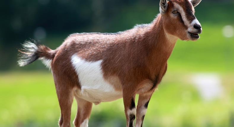 Video: Man caught on camera having sex with a goat