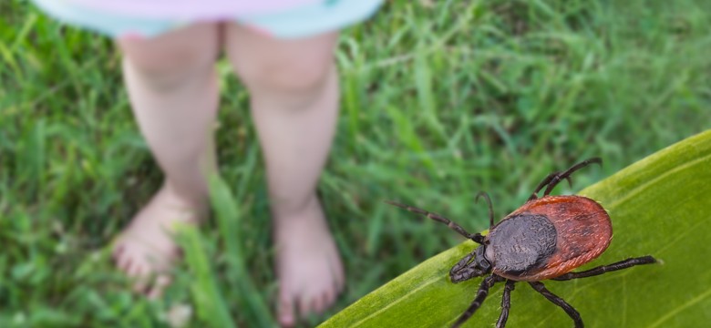 Plaga kleszczy w polskich lasach. Jakie są objawy boreliozy?