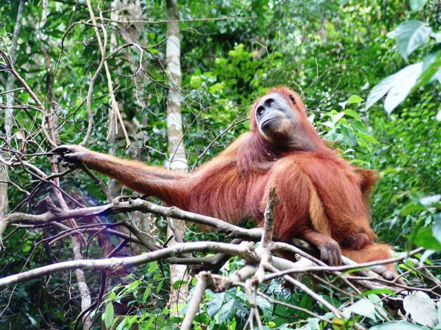 Galeria Indonezja - Orangutany z Sumatry, obrazek 18