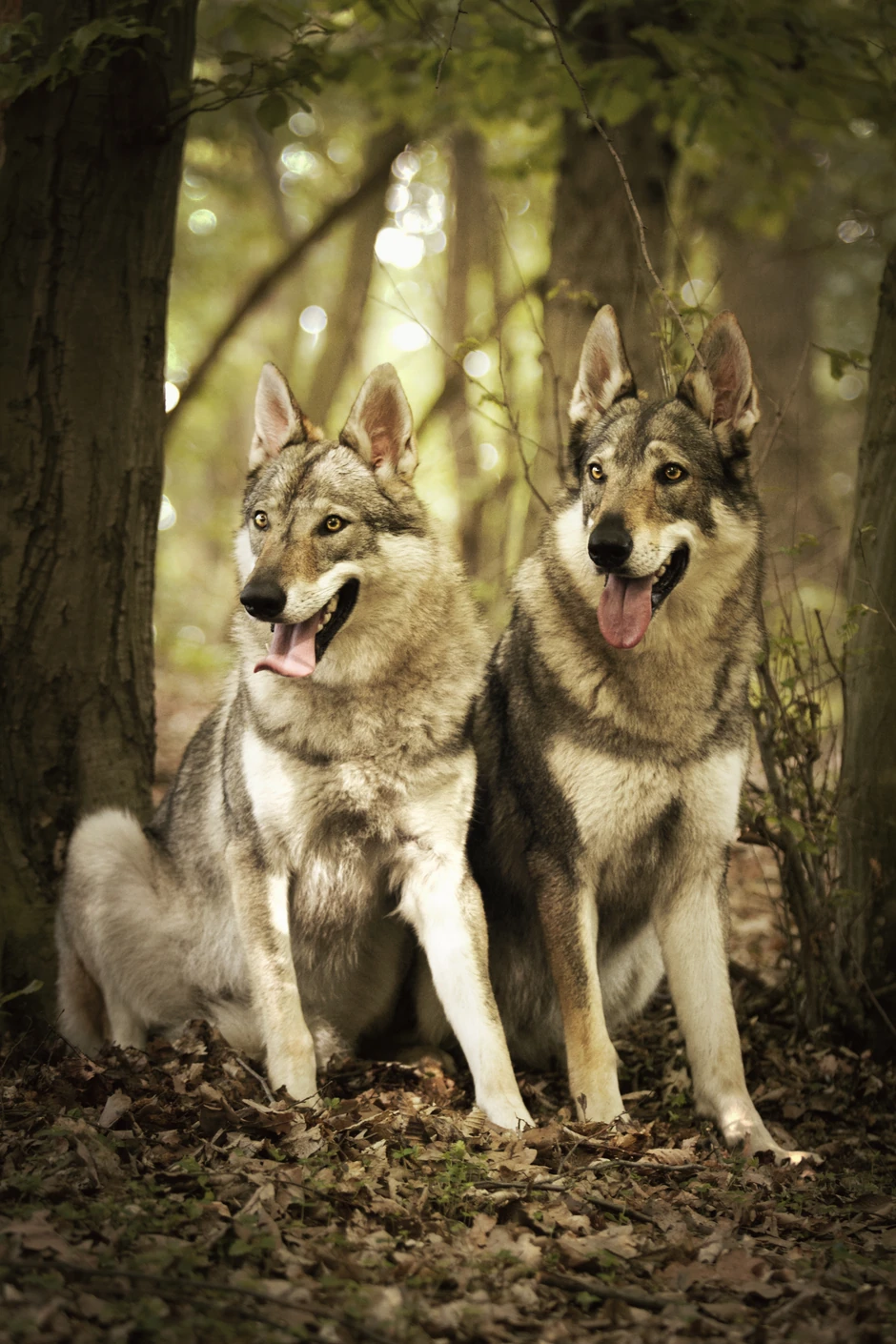 Ovo su čehoslovački vučji PSI