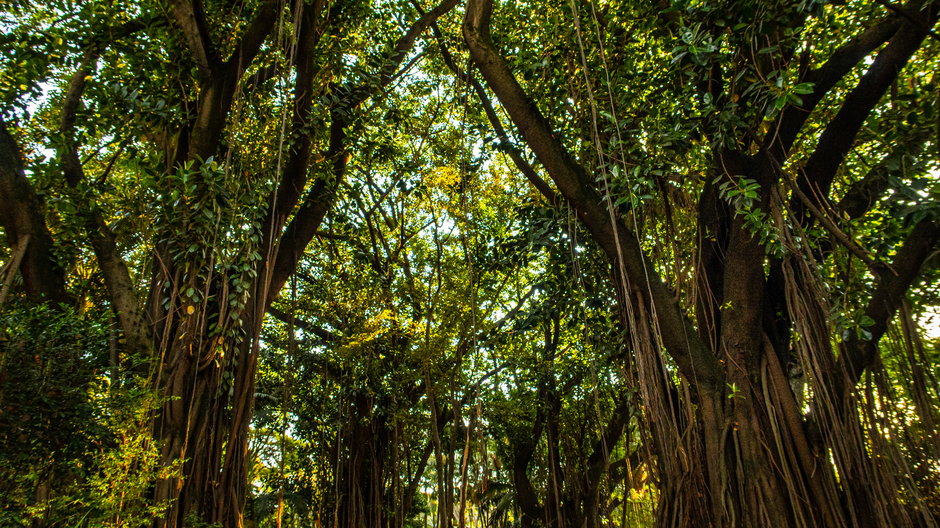 Najwyższe drzewo Amazonii może mieć nawet 600 lat